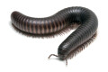 Spiropoeus fischeri subadult